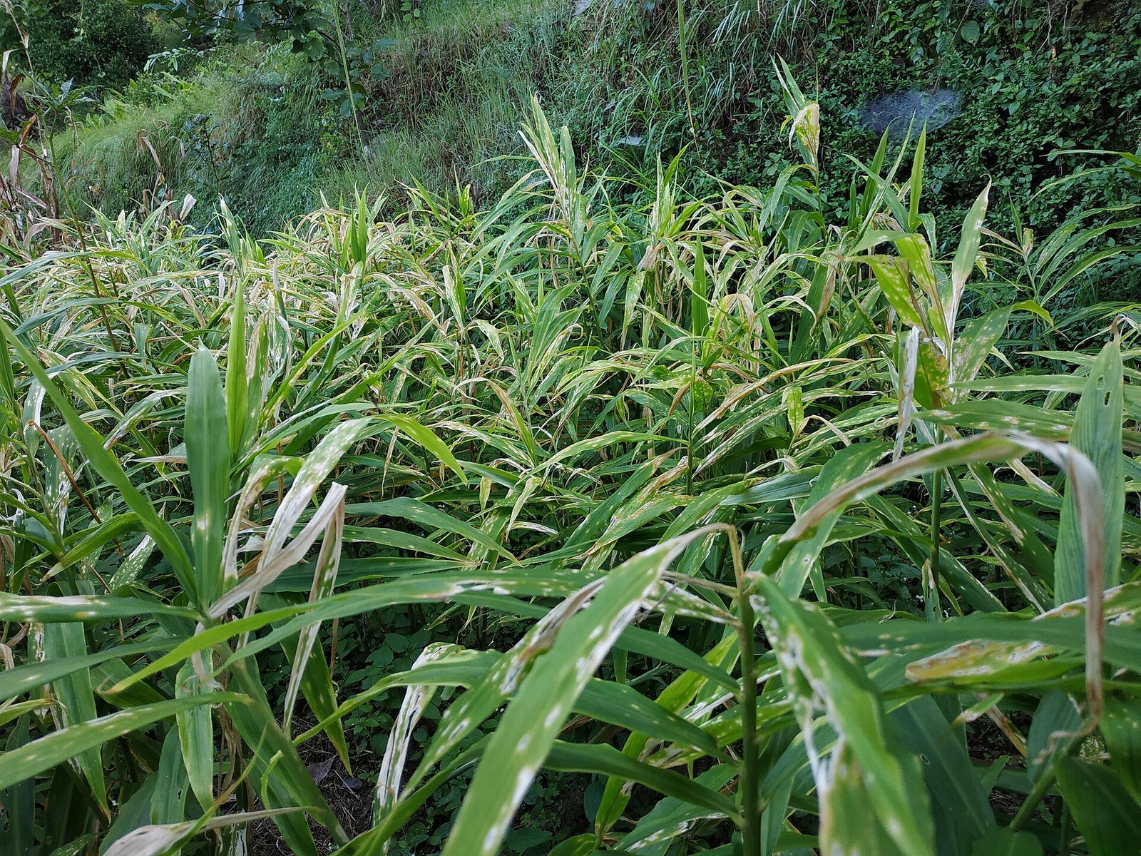 Organic ginger cultivation in the hills